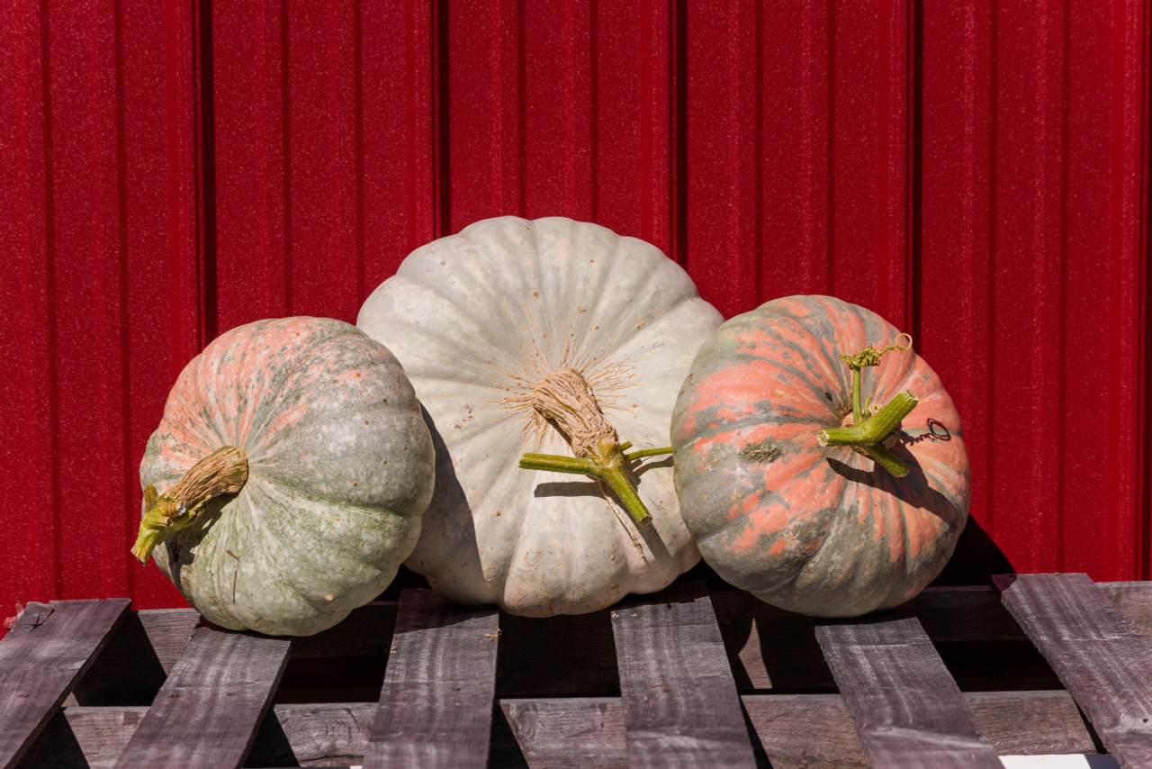 Glass Slipper F1 Holmes Seed Company