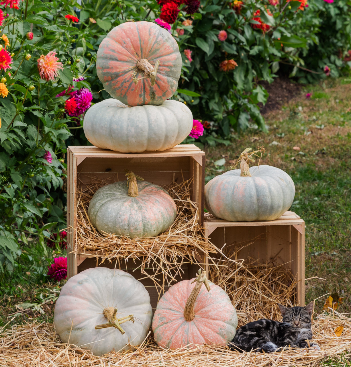 Glass Slipper Pumpkin Seeds | Holmes Seed Company