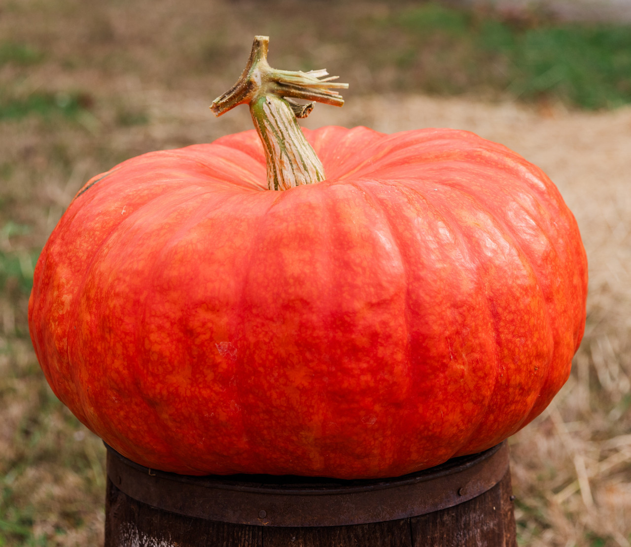 Prince Charming Untreated Pumpkin Seeds | Holmes Seed Company