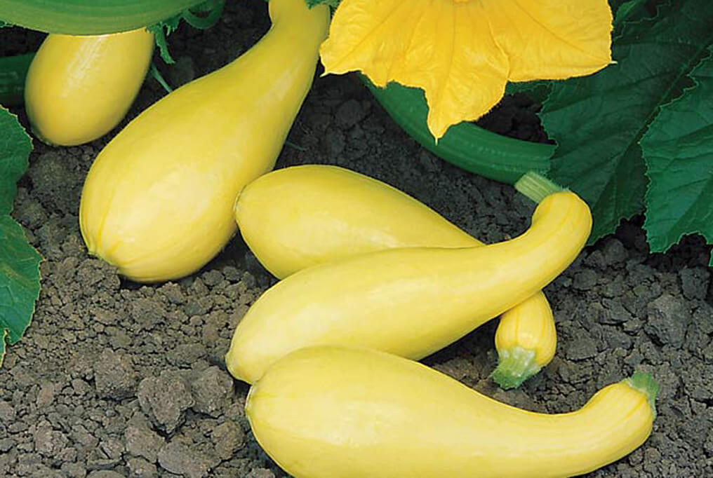 Gentry Semi-Crookneck Squash Seeds | Holmes Seed Company