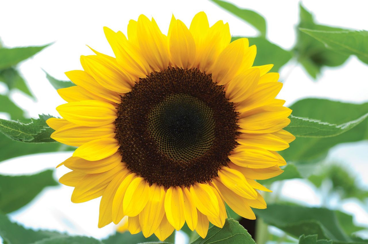 Sunrich Orange F1 Sunflower | Holmes Seed Company