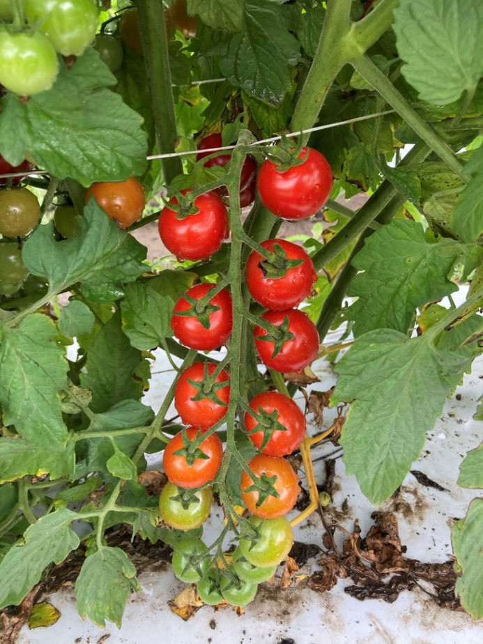 Unicorn Tomato Seeds | Holmes Seed Company