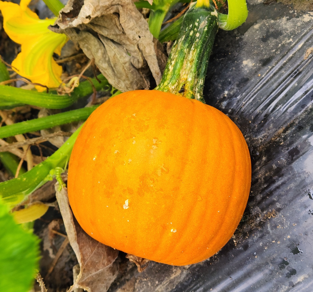 Rugrat F1 Pumpkin | Holmes Seed Company