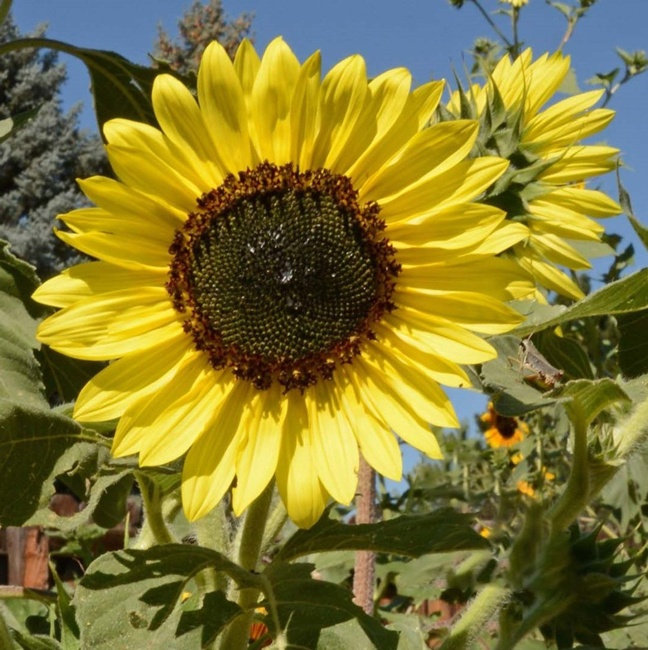 Moonshine Sunflower | Holmes Seed Company