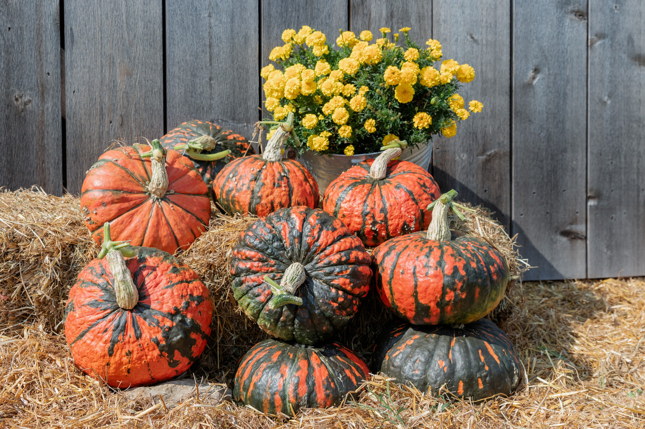 Dragonfire F1 Pumpkin | Holmes Seed Company