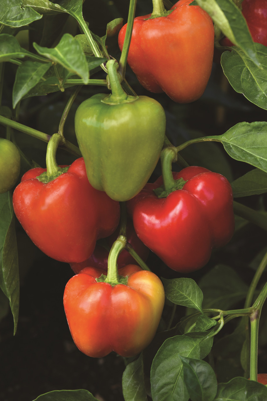 Holmes Seed Company Prism Pepper