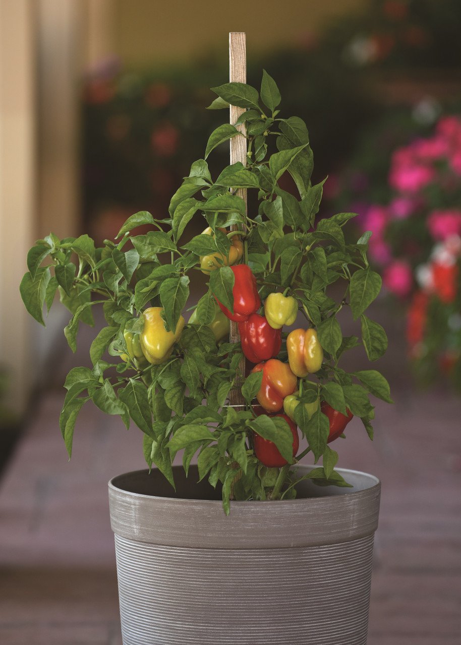 Holmes Seed Company Prism Pepper - Thumbnail 3