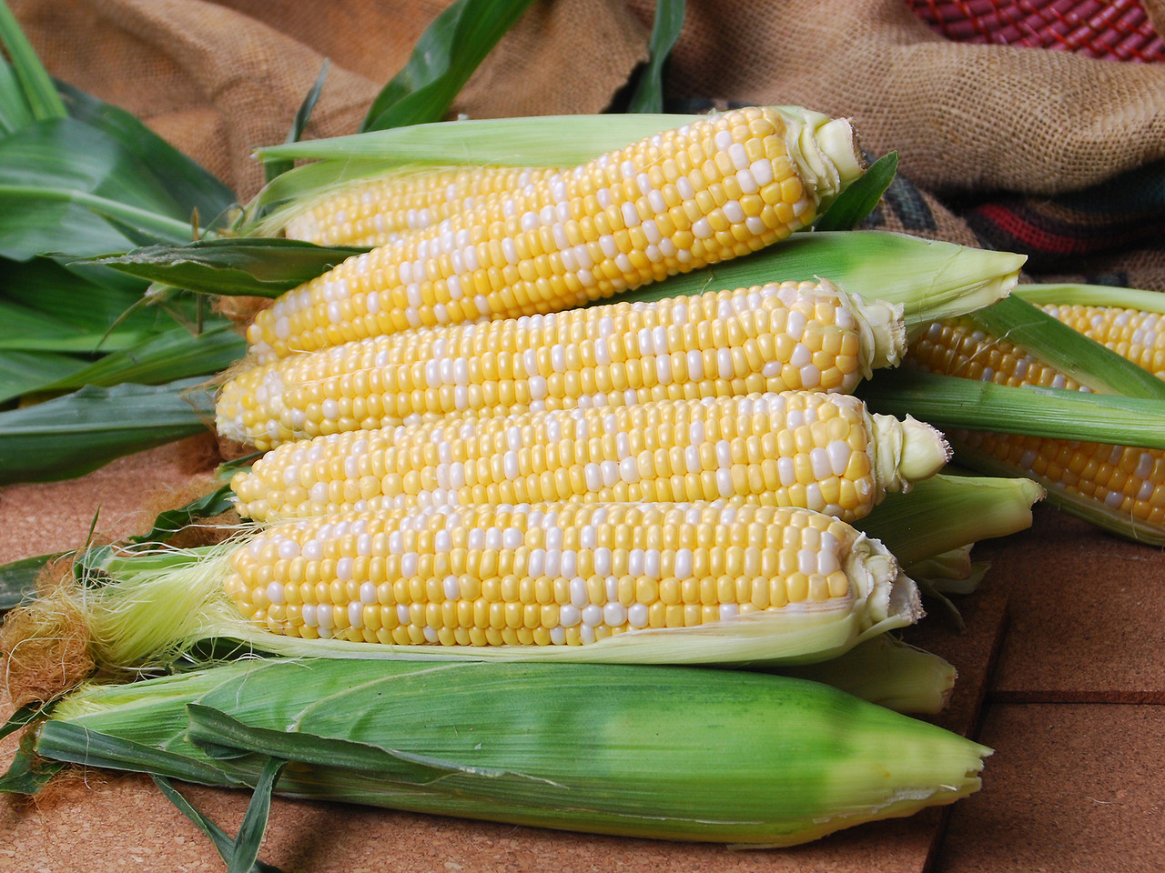 Dash F1 Sweet Corn | Holmes Seed Company