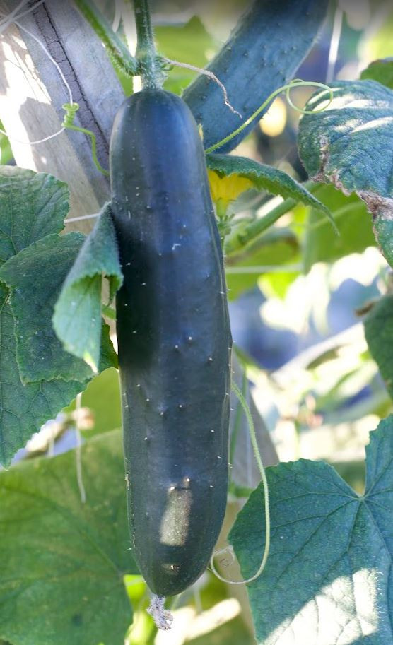 その他 SHOGUN Shogun 249 F1 Cucumber | Holmes Seed Company