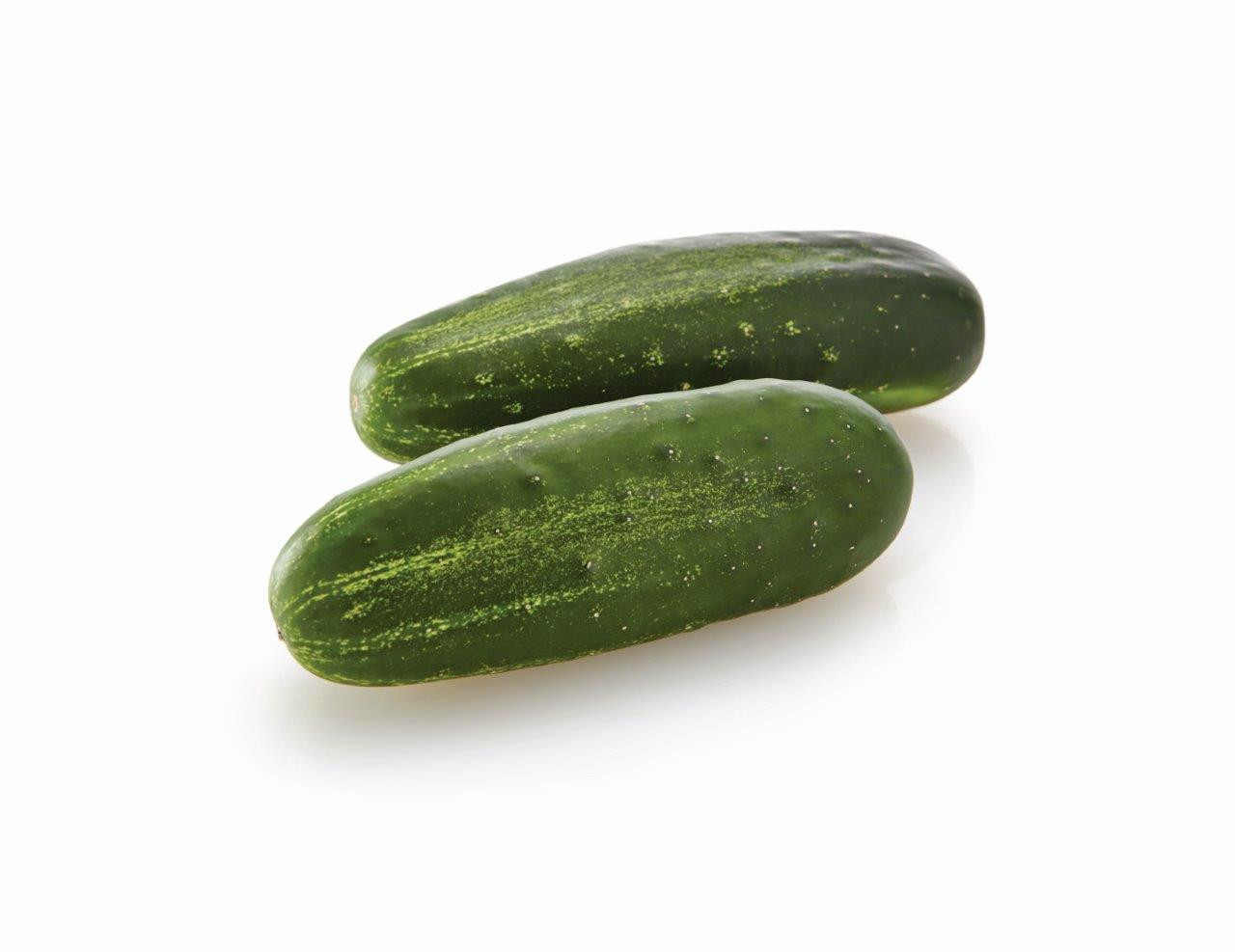 Citadel F1 Cucumber | Holmes Seed Company