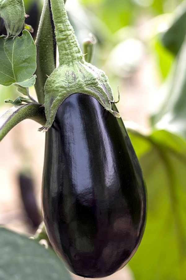 ナディア1 Nadia F1 Eggplant | Holmes Seed Company