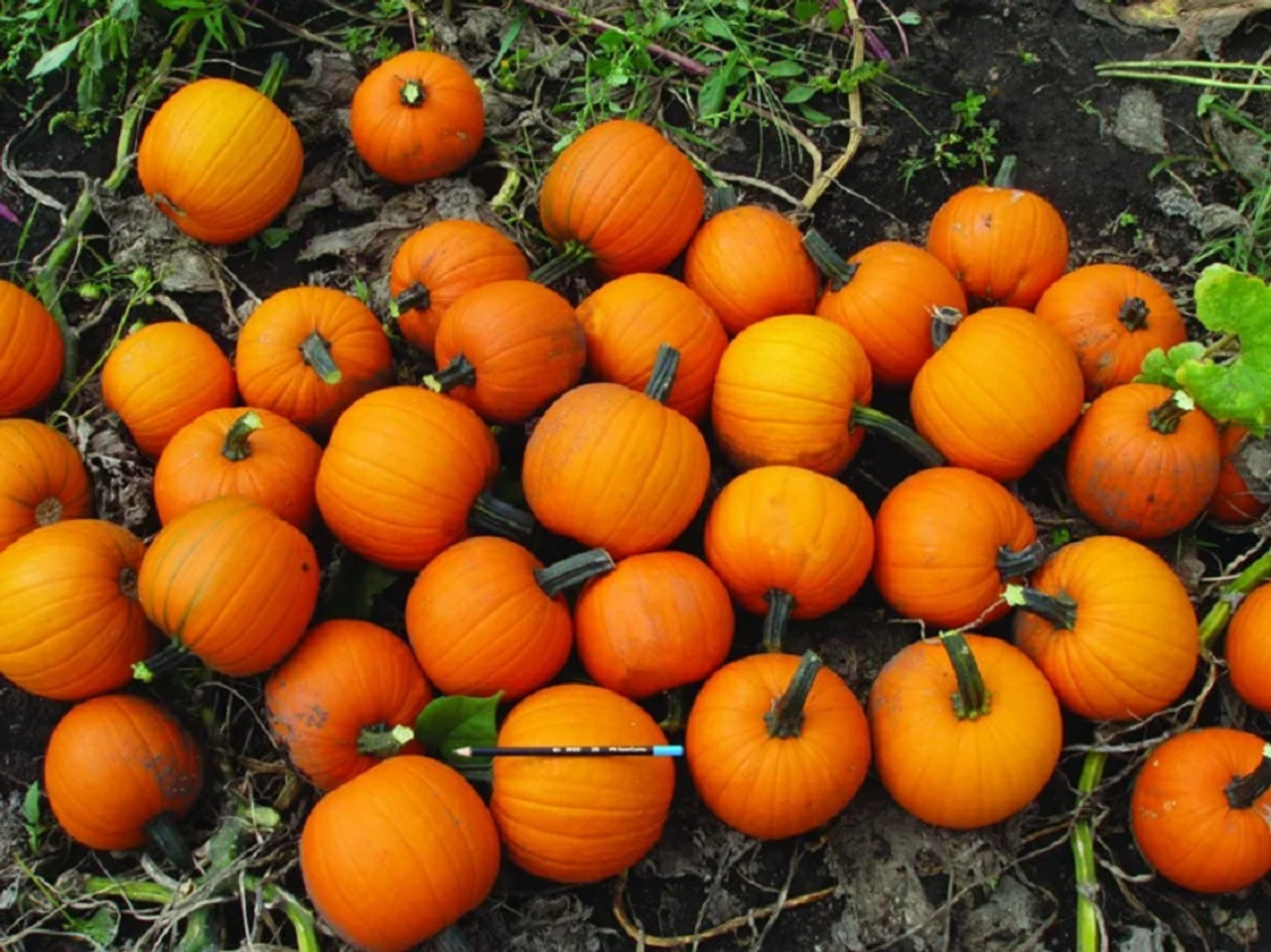 Chucky F1 Pumpkin Seeds Holmes Seed Company