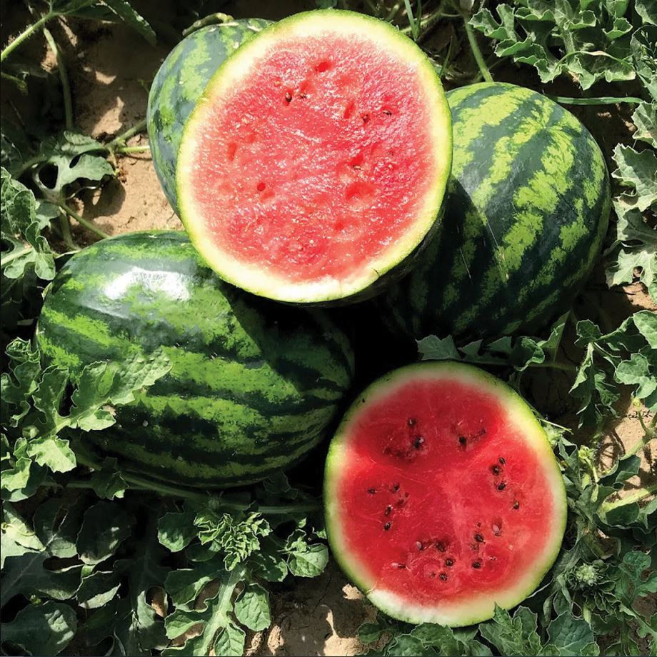 Mini Mike F1 Watermelon | Holmes Seed Company
