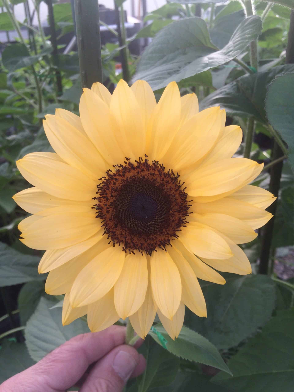 Procut® Peach F1 Sunflower | Holmes Seed Company