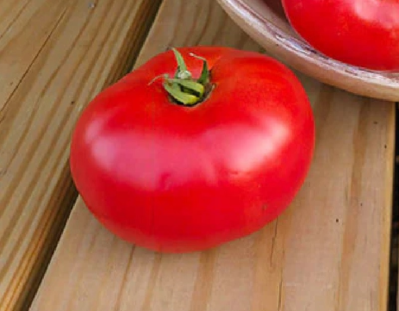 Contessa F1 Tomato