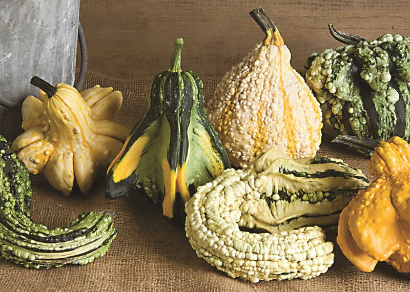 Gremlins Gourd | Holmes Seed Company