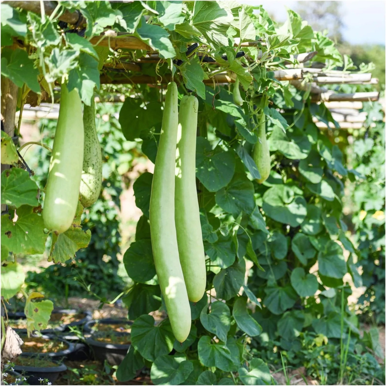 succulent vine Silver Dollar Vine 'Xerosicyos danguyi'