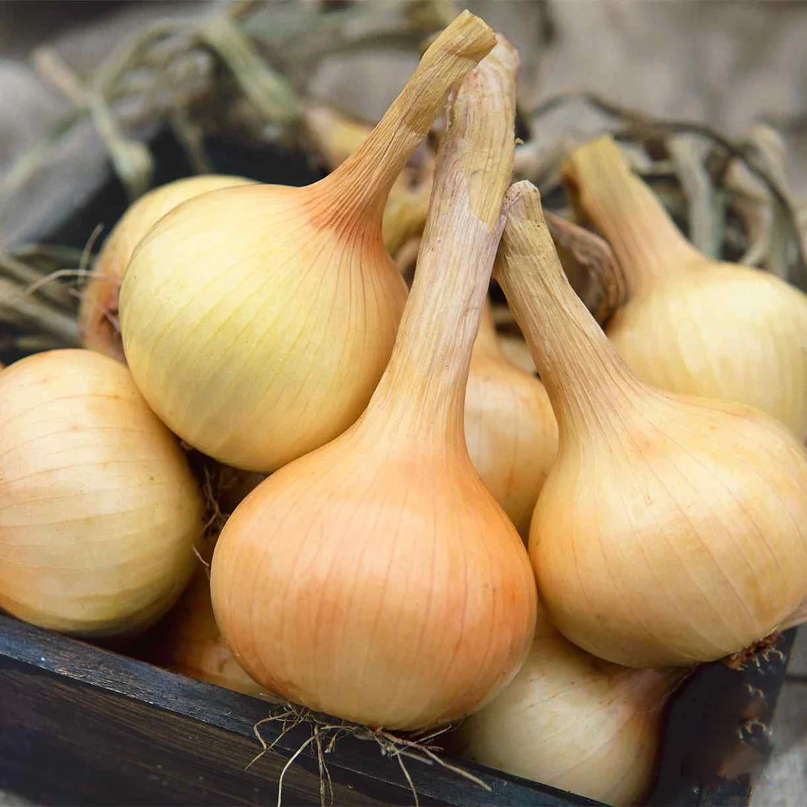 Holmes Seed Company Walla-Walla Onion