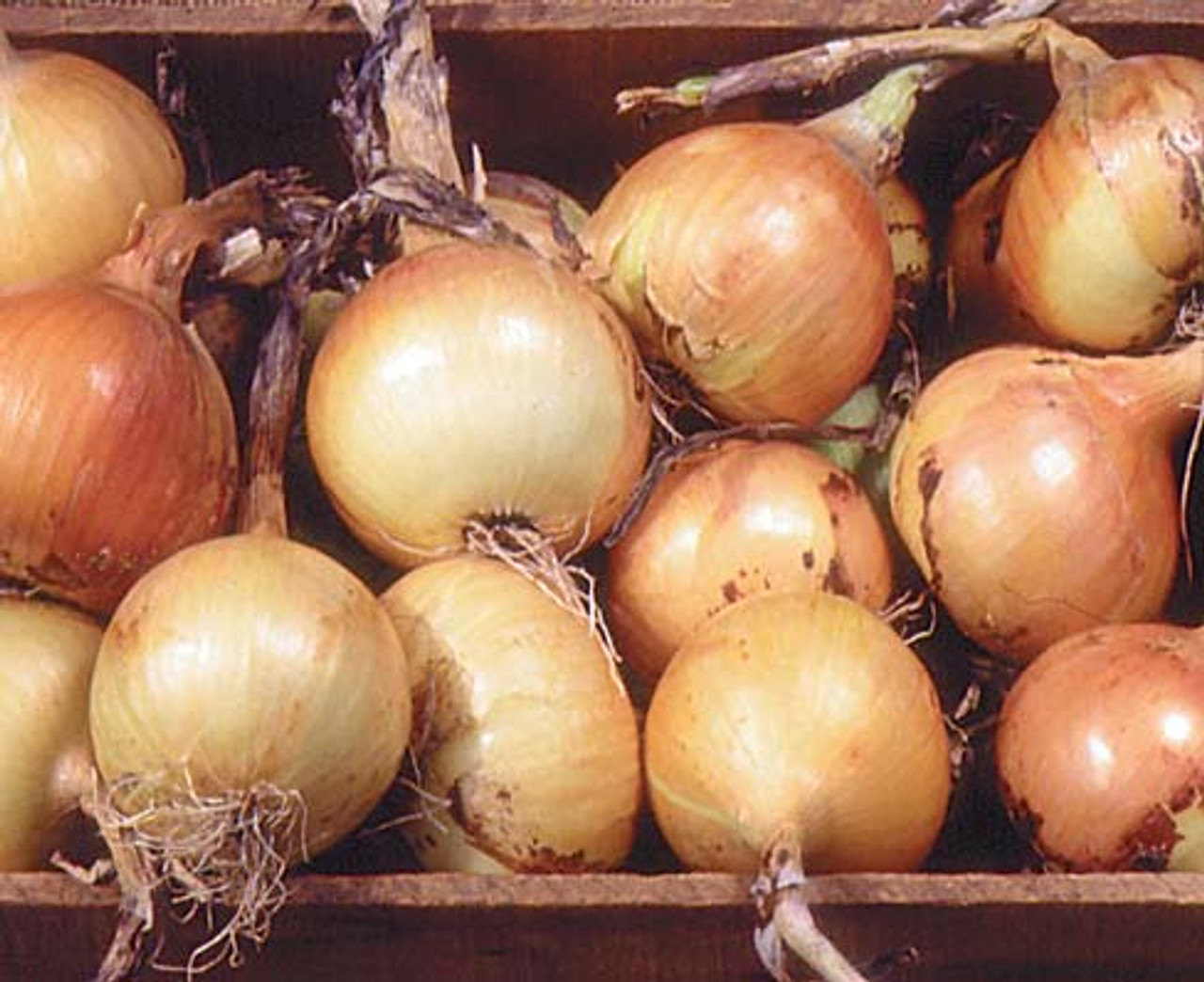 Ailsa Craig Exhibition Holmes Seed Company