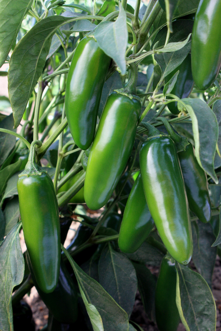 Spicy Slice Jalapeño Pepper Seeds | Holmes Seed Company