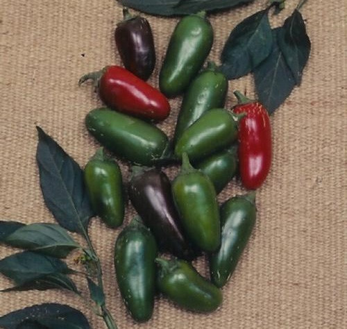 Jalapeño Sweet Holmes Seed Company