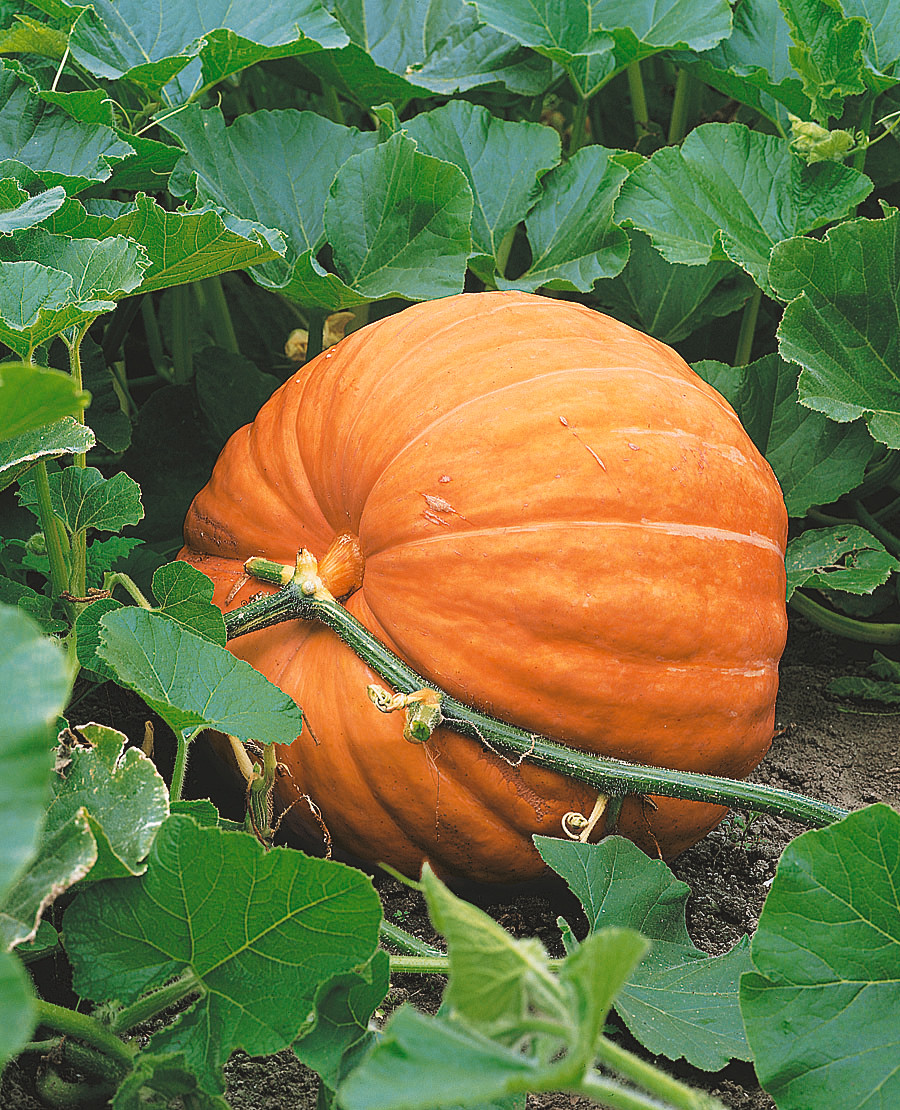 Atlantic Giant Pumpkin Seeds | Holmes Seed Company