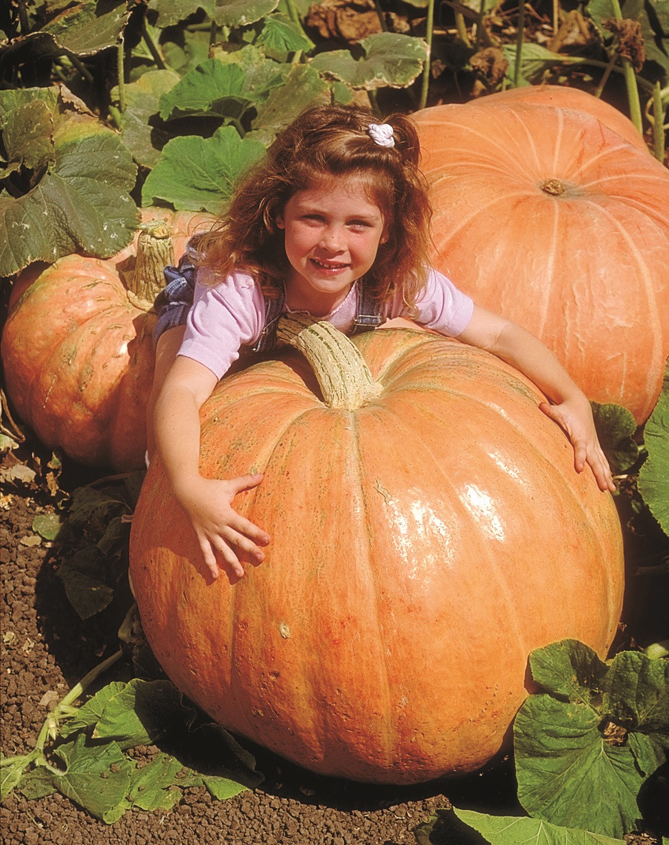 Prizewinner Pumpkin Seeds | Holmes Seed Company