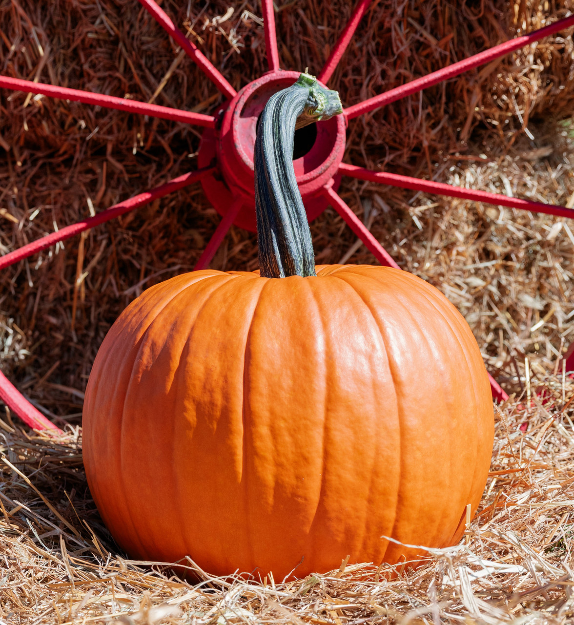 Gemini Pumpkin Seeds | Holmes Seed Company