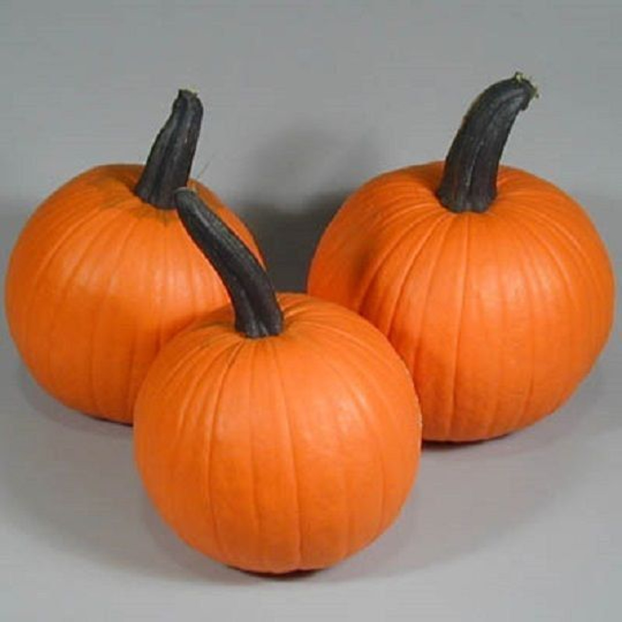 ★RONRON★ PUMPKIN LAYERED SLEEVELESS Neon Pumpkin Seeds | Holmes Seed Company