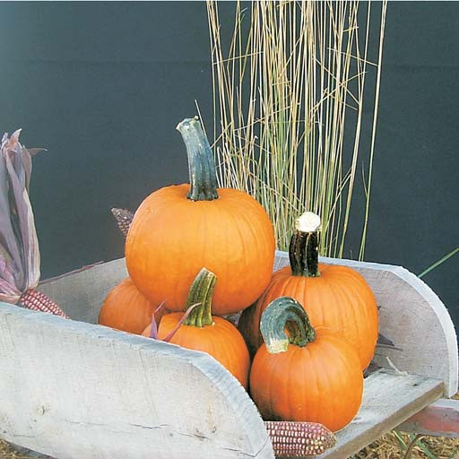 Pik-A-Pie Pumpkin Seeds | Holmes Seed Company