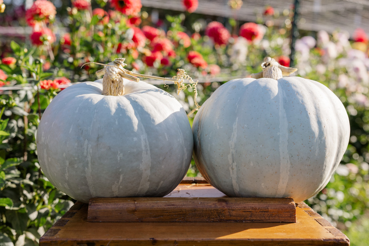 White Delight Pumpkin Seeds | Holmes Seed Company