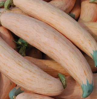 Winter Squash - Banana