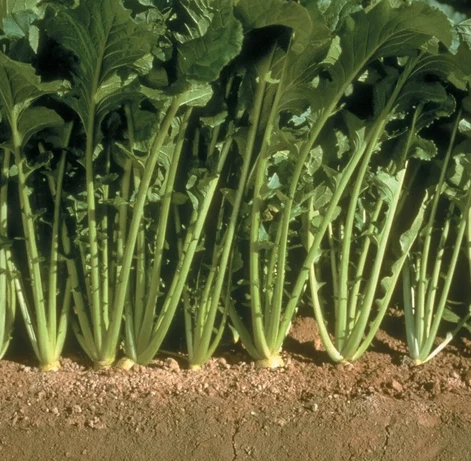 Turnip Growing Guide