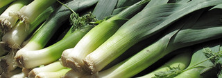 Leek