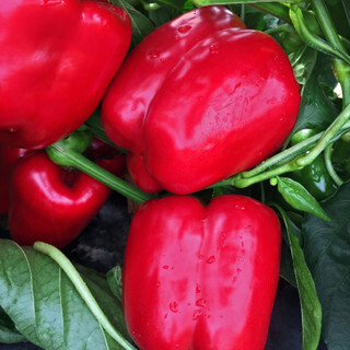Sweet Peppers - Bell - Green to Red - Hybrid
