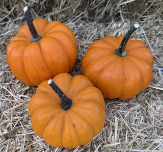 Pumpkins - Miniature - Hybrid