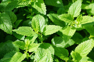 Herbs - Perennial - Untreated