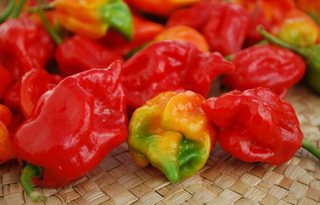 Hot Peppers - Chile