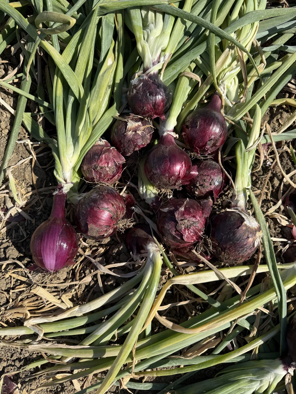 Onion Growing Guide