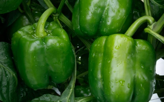 Peppers