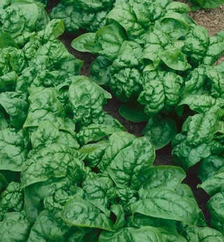 Spinach - Open Pollinated