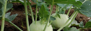 Kohlrabi