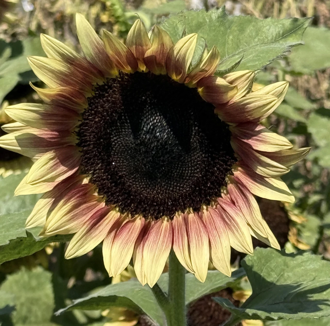Sunflower Growing Guide