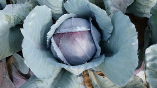 Cabbage - Hybrid Red