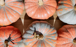 Pumpkins -Specialty - Hybrid