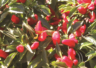 Sweet Peppers - Miscellaneous