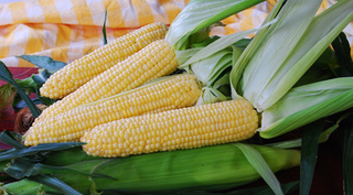 Yellow, Sugary Enchanced Hybrids (SE-Sh2, SE-SE)