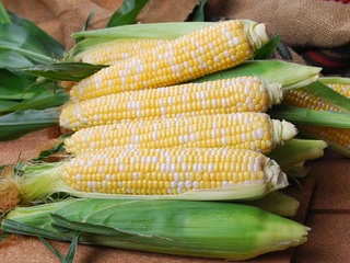 Bi-Color, Supersweet (Sh2) Hybrids