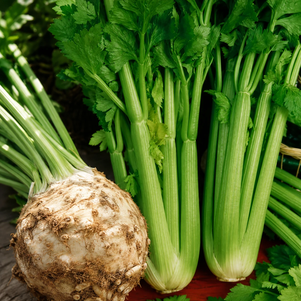 Celery and Celeriac Growing Guide 