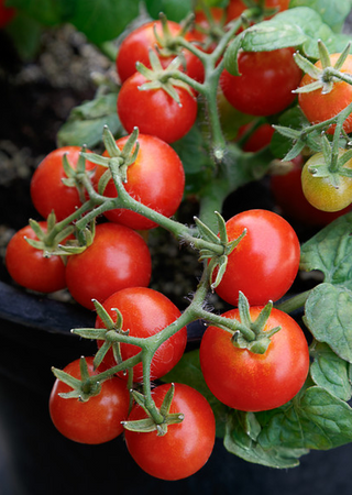 Tomato - Cherry